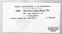 Helvella crispa image